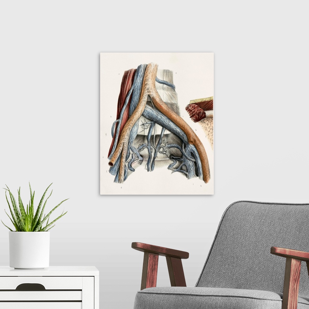 A modern room featuring Iliac blood vessel nerves. This anatomical artwork is figure 3, plate 96 from volume 3 (1844) of ...