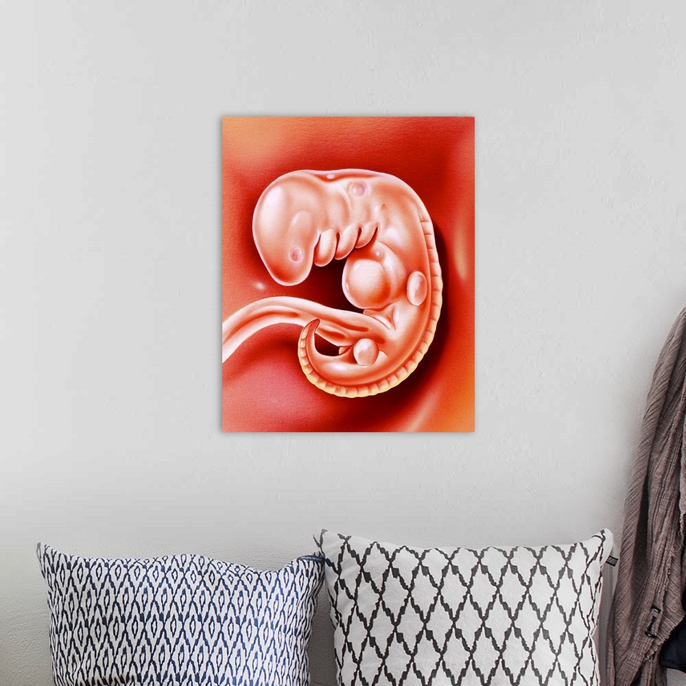 A bohemian room featuring Human embryo. Illustration of a 32-day-old human embryo. At 32 days the embryo is not yet recogni...