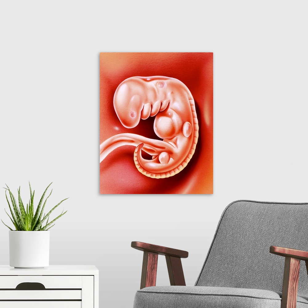 A modern room featuring Human embryo. Illustration of a 32-day-old human embryo. At 32 days the embryo is not yet recogni...
