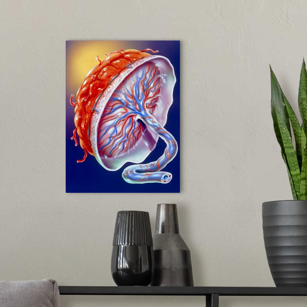 A modern room featuring Illustration of the human placenta. The placenta is an organ that develops in the female uterus d...