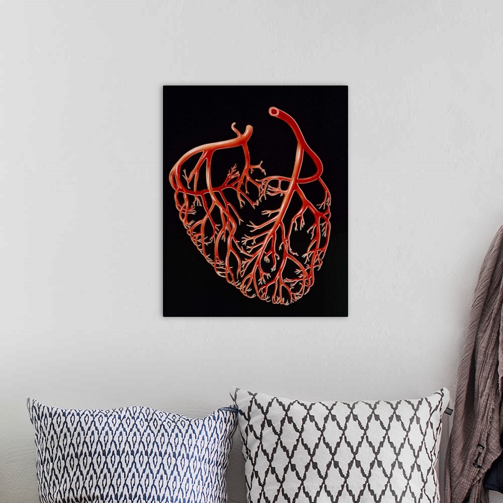 A bohemian room featuring Illustration of the major branches of the human coronary arteries, the network of blood vessels w...