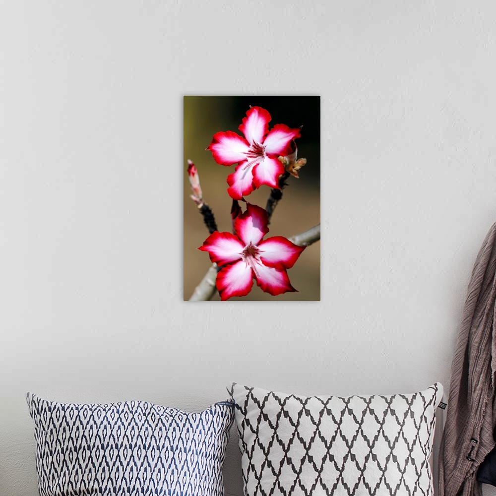 A bohemian room featuring Impala lily flowers (Adenium multiflorum) in full bloom. This succulent shrub is native to South ...