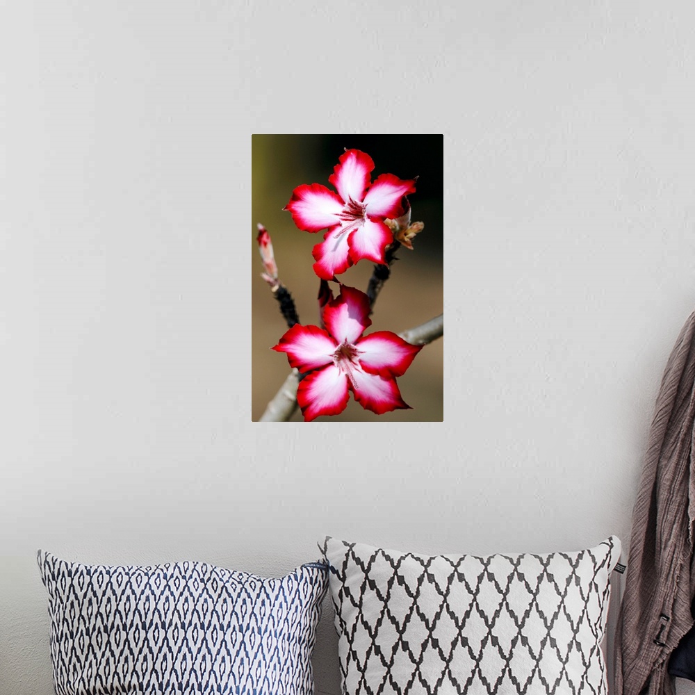 A bohemian room featuring Impala lily flowers (Adenium multiflorum) in full bloom. This succulent shrub is native to South ...