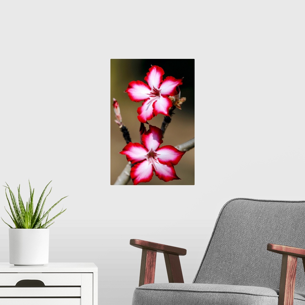 A modern room featuring Impala lily flowers (Adenium multiflorum) in full bloom. This succulent shrub is native to South ...