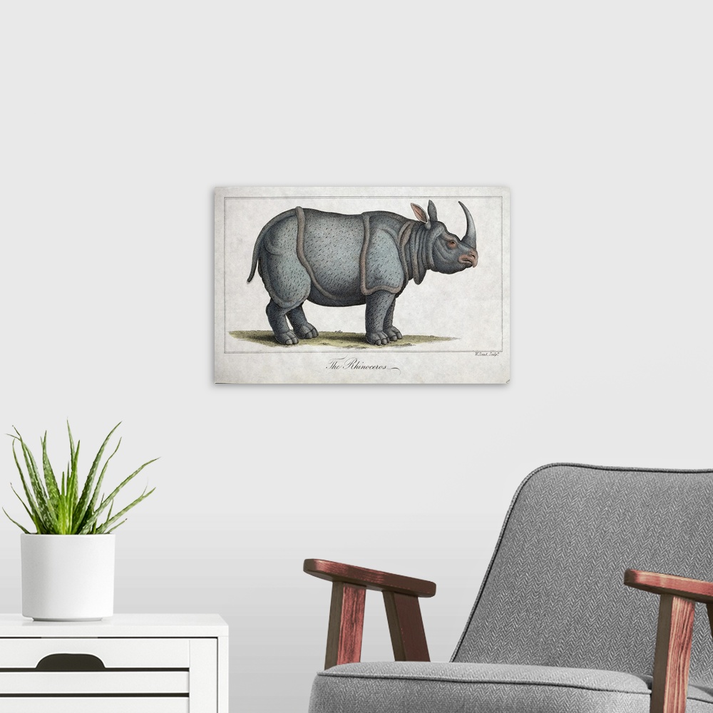 A modern room featuring Indian rhinoceros (Rhinoceros unicornis), 19th-century illustration. This artwork is a copperplat...