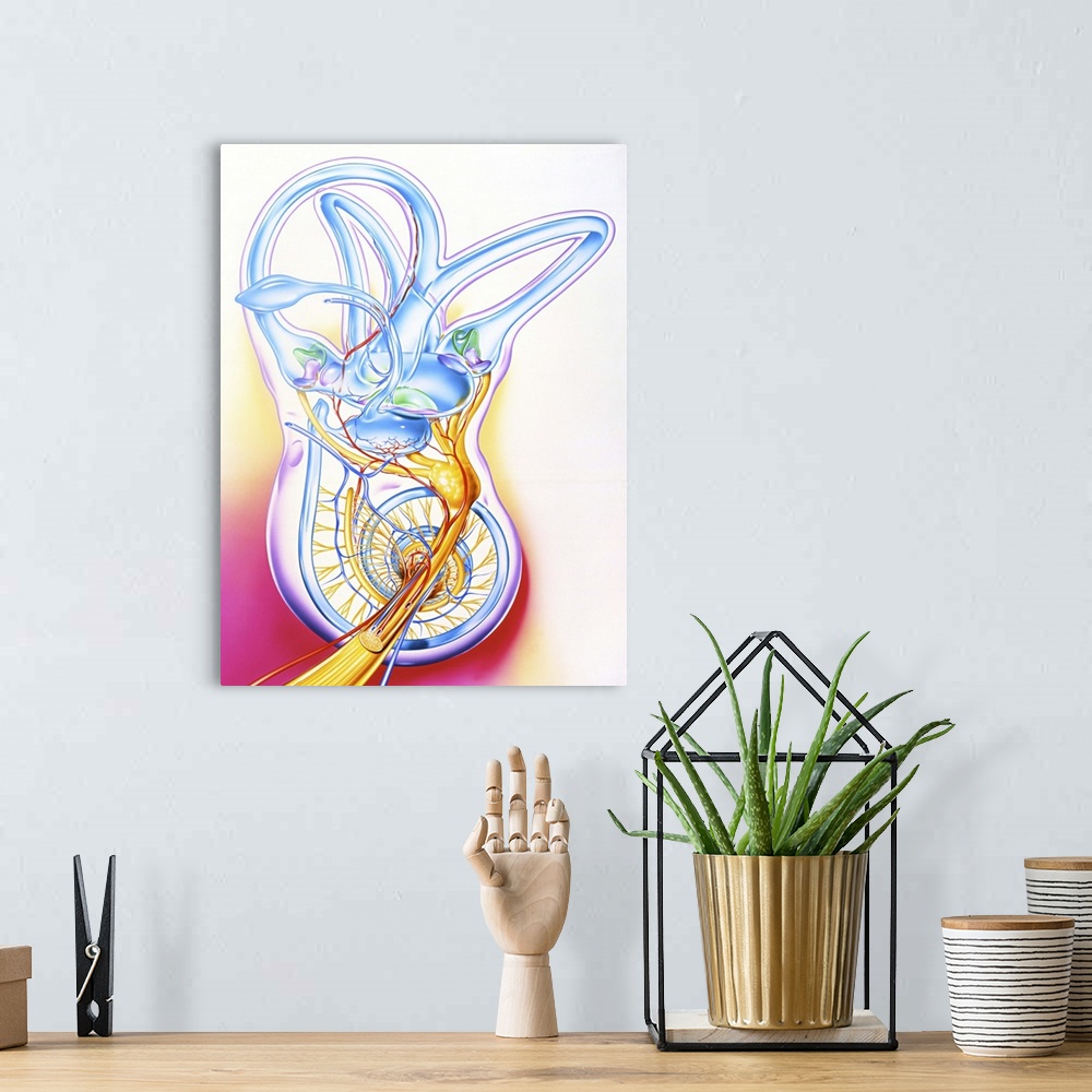 A bohemian room featuring Inner ear. Artwork of a healthy human inner ear, the fluid-filled passages of the membranous laby...