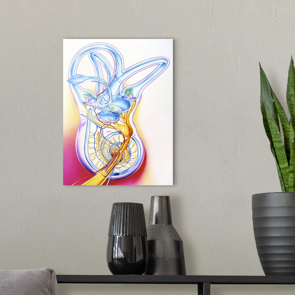 A modern room featuring Inner ear. Artwork of a healthy human inner ear, the fluid-filled passages of the membranous laby...