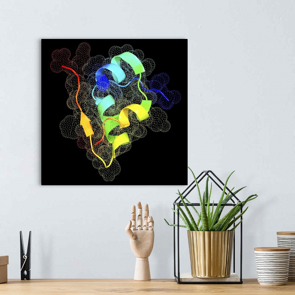 A bohemian room featuring Insulin. Computer artwork of a molecule of insulin. Insulin is a hormone produced by the pancreas...