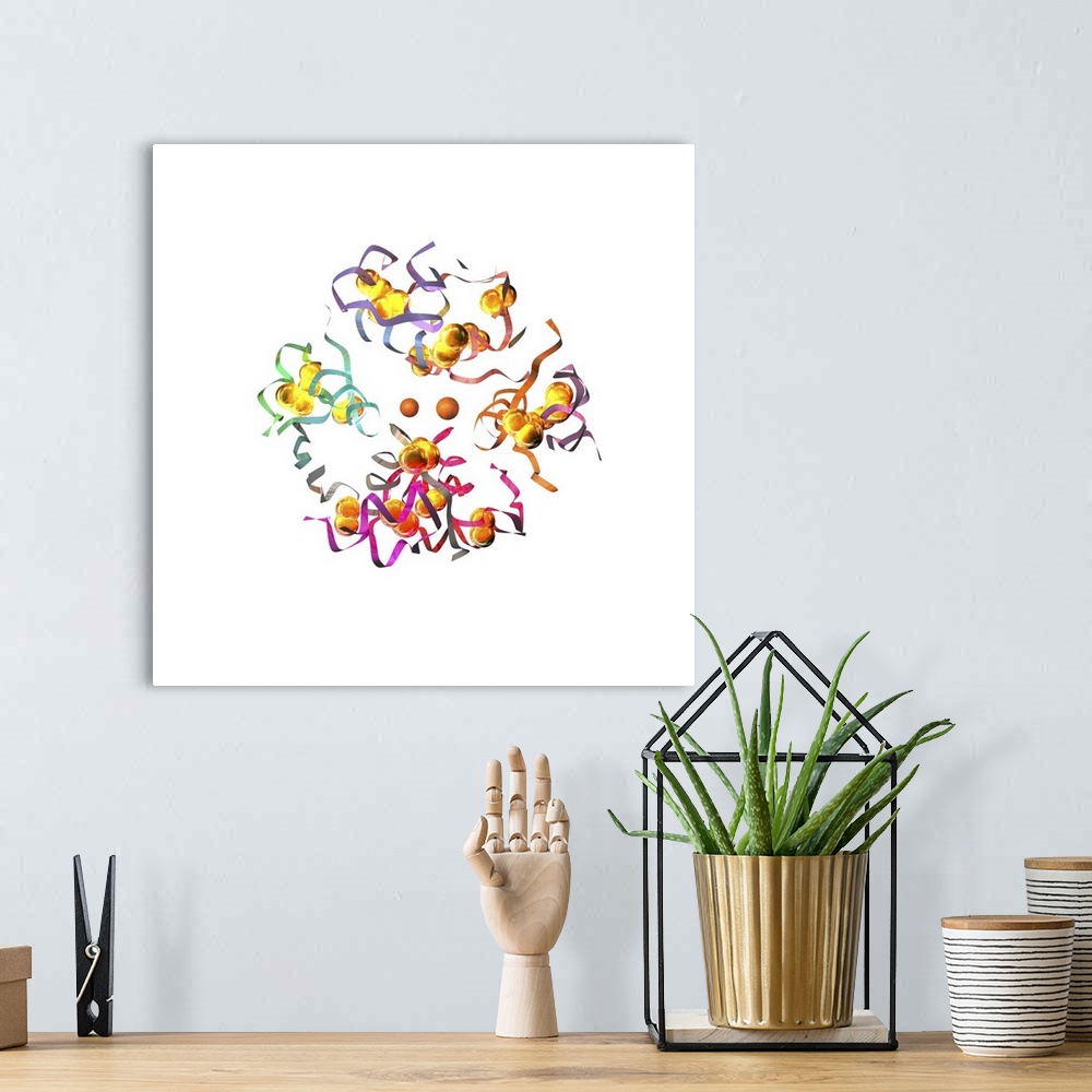 A bohemian room featuring Insulin molecule. Computer artwork of a molecule of insulin showing its secondary structure (ribb...