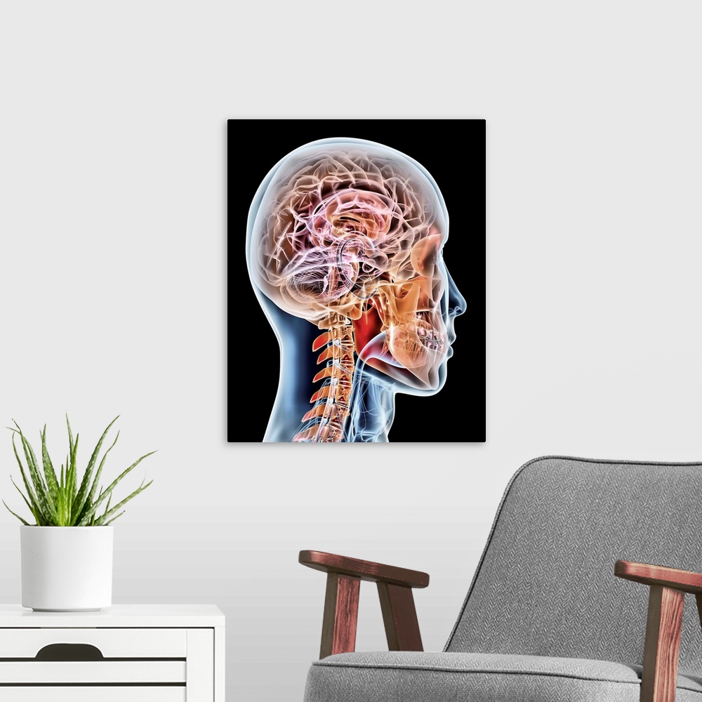 A modern room featuring Internal brain anatomy. Artwork of a male head and brain from the side, showing the internal brai...