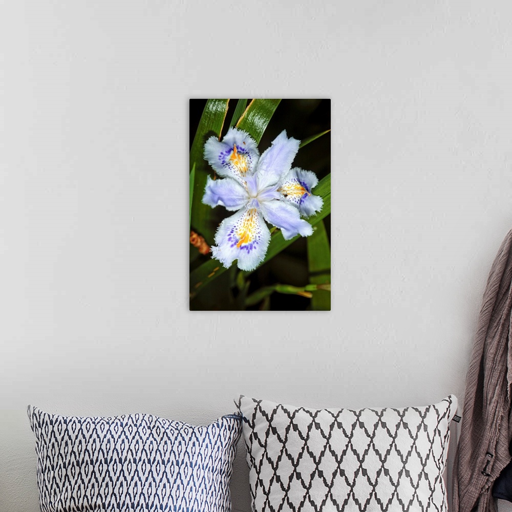 A bohemian room featuring Iris flowers (Iris japonica).