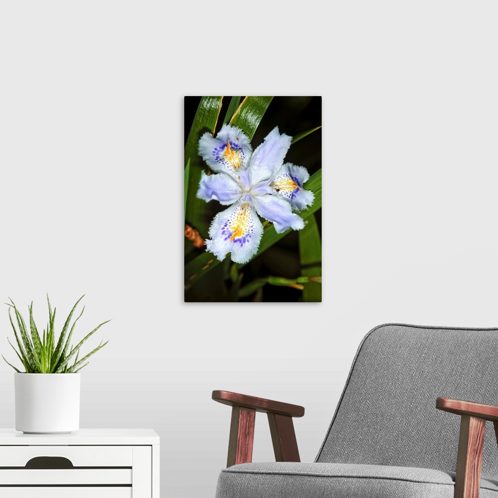 A modern room featuring Iris flowers (Iris japonica).