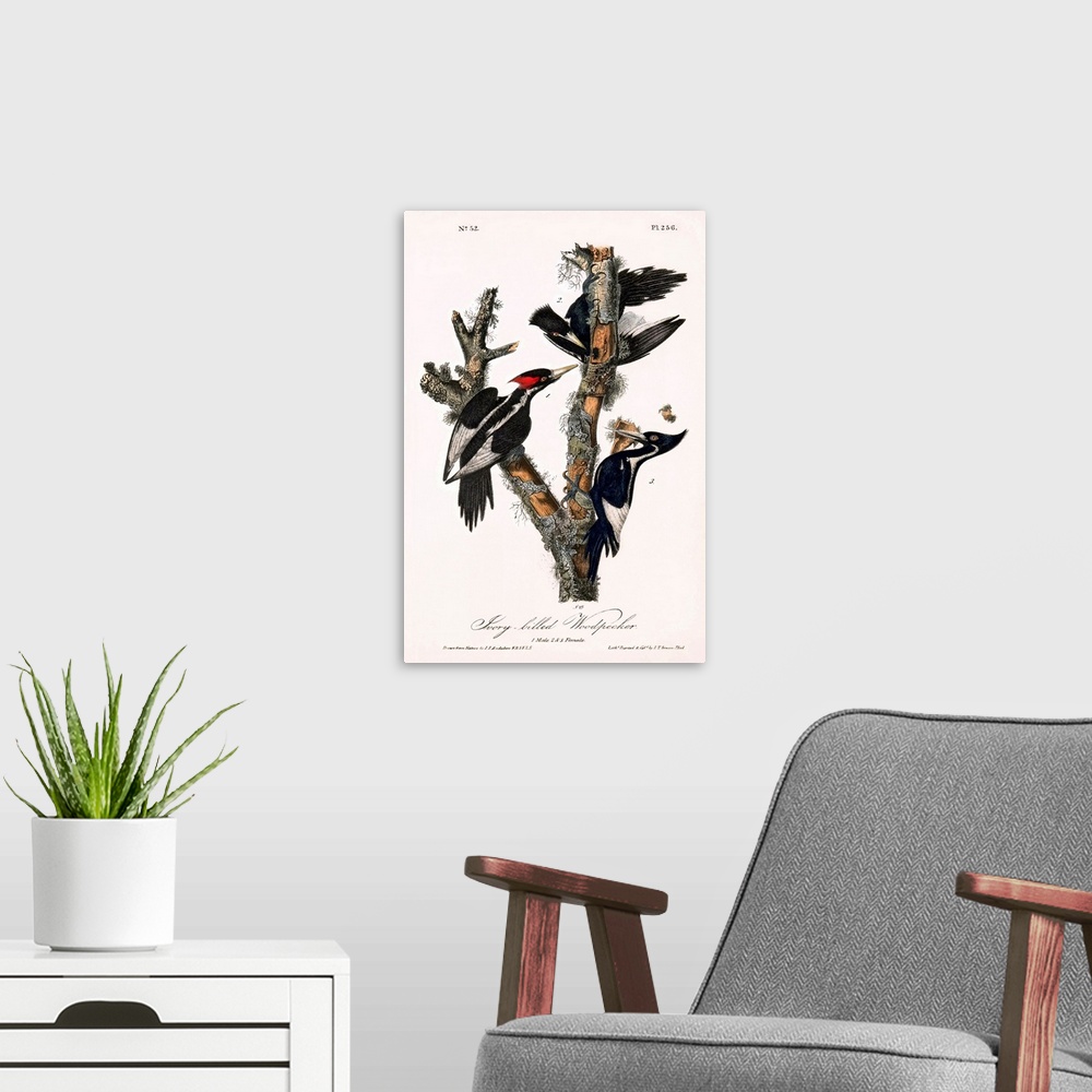 A modern room featuring Ivory-billed woodpeckers (Campephilus principalis), historical artwork. This artwork is from The ...