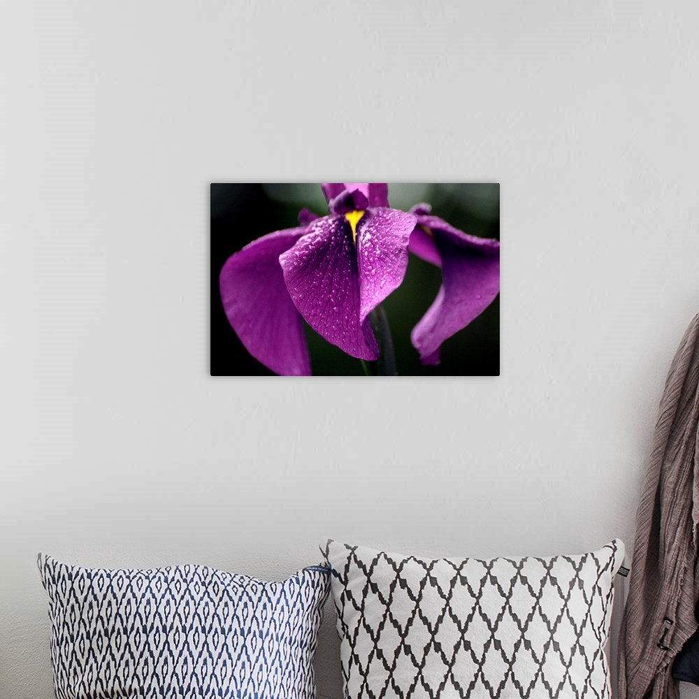 A bohemian room featuring Japanese water iris flower (Iris ensata).