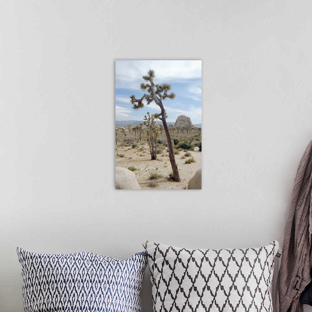 A bohemian room featuring Joshua trees (Yucca brevifolia). These short- leaved yucca plants live only in south-western USA ...