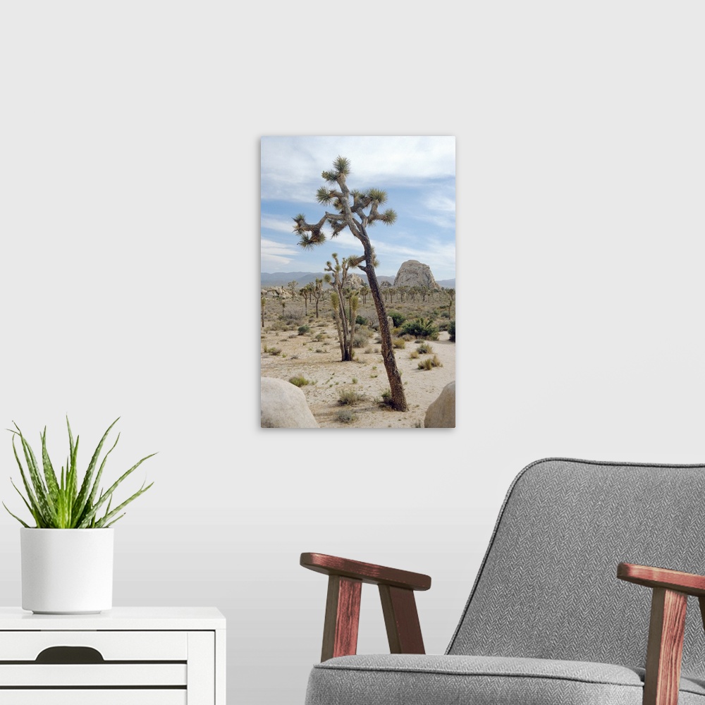 A modern room featuring Joshua trees (Yucca brevifolia). These short- leaved yucca plants live only in south-western USA ...