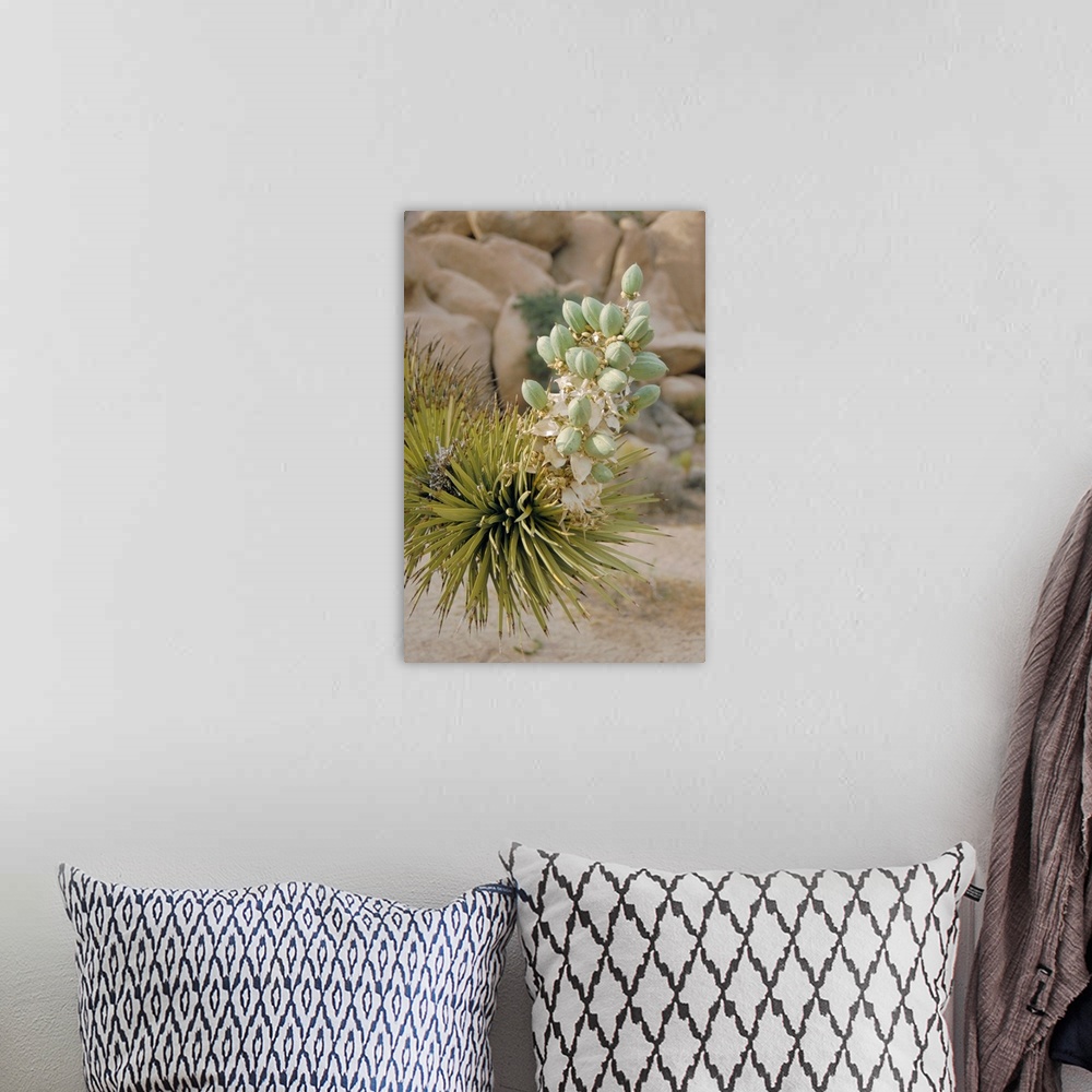 A bohemian room featuring Joshua tree (Yucca brevifolia) fruits. Joshua trees bloom in early spring, when clusters of flowe...