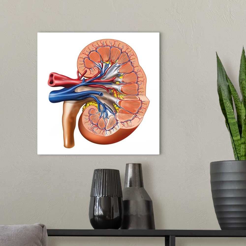 A modern room featuring Kidney anatomy. Artwork of a cross-section through a kidney. The kidneys filter waste from the bl...