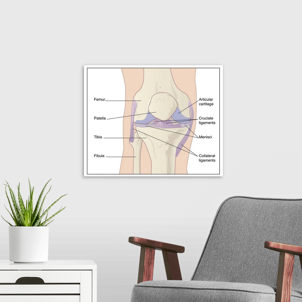 A modern room featuring Artwork of the anatomy of the knee joint (anterior view) showing the femur (thigh bone, at top) a...