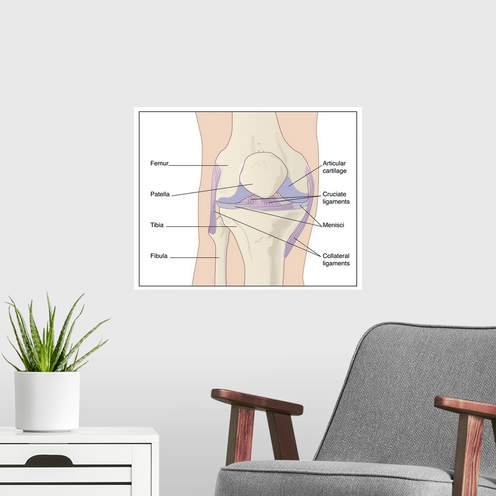 A modern room featuring Artwork of the anatomy of the knee joint (anterior view) showing the femur (thigh bone, at top) a...