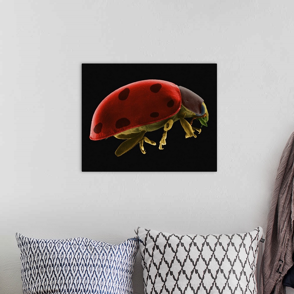 A bohemian room featuring Coloured scanning electron micrograph (SEM) of Ladybug beetle -Coccinella novemnotata. Coccinella...