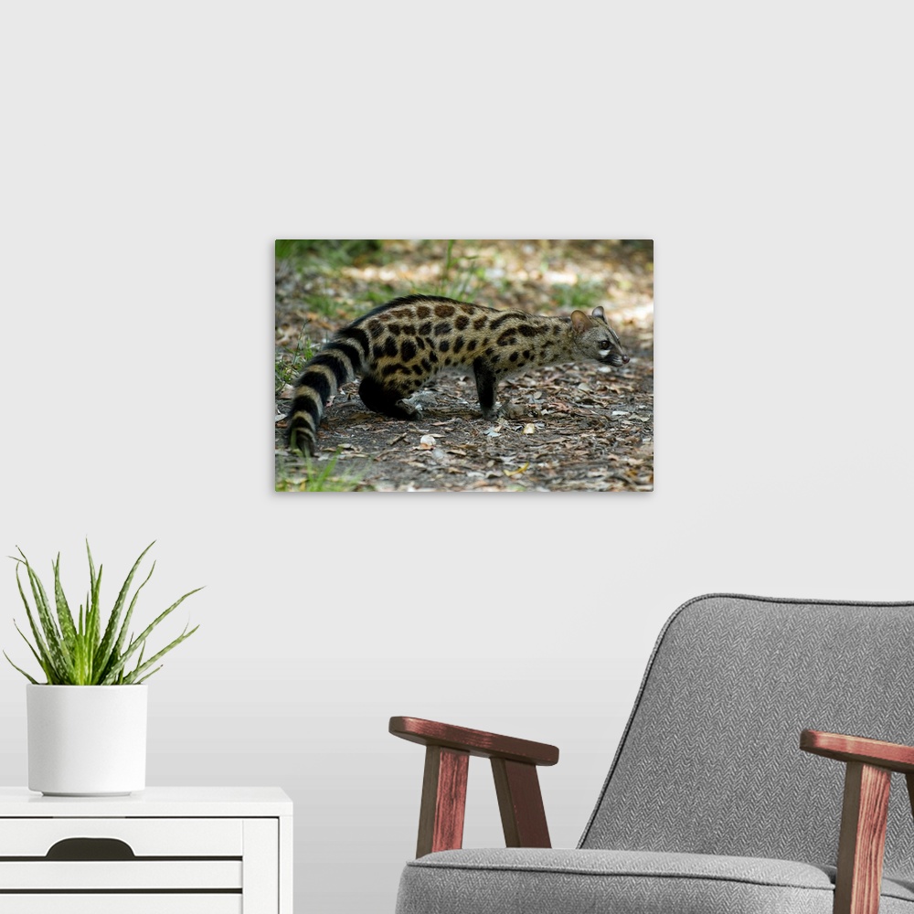 A modern room featuring Large spotted genet (Genetta tigrina) in a forest clearing. Photographed in Wilderness National P...