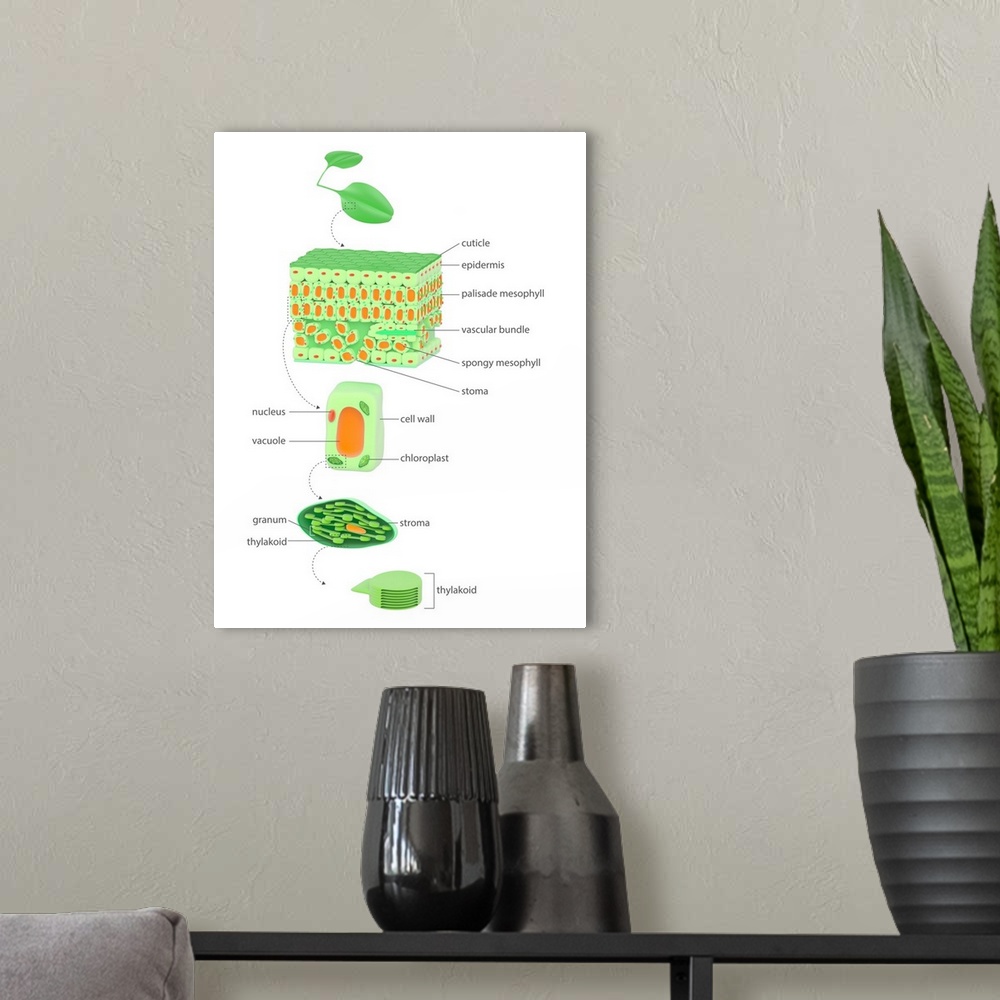 A modern room featuring Leaf to chloroplast. Illustration of the anatomy of a flowering plant and the location of its chl...