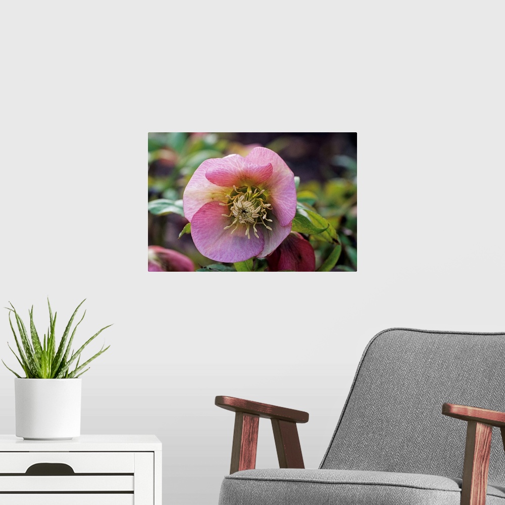 A modern room featuring Lenten rose (Helleborus 'Zodiac Strain' flower.