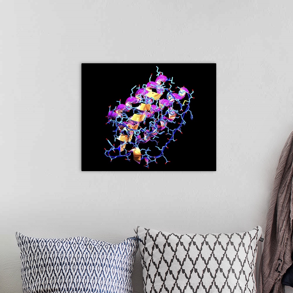 A bohemian room featuring Leptin molecule. Computer model of a molecule of leptin, a protein produced by white fat cells in...