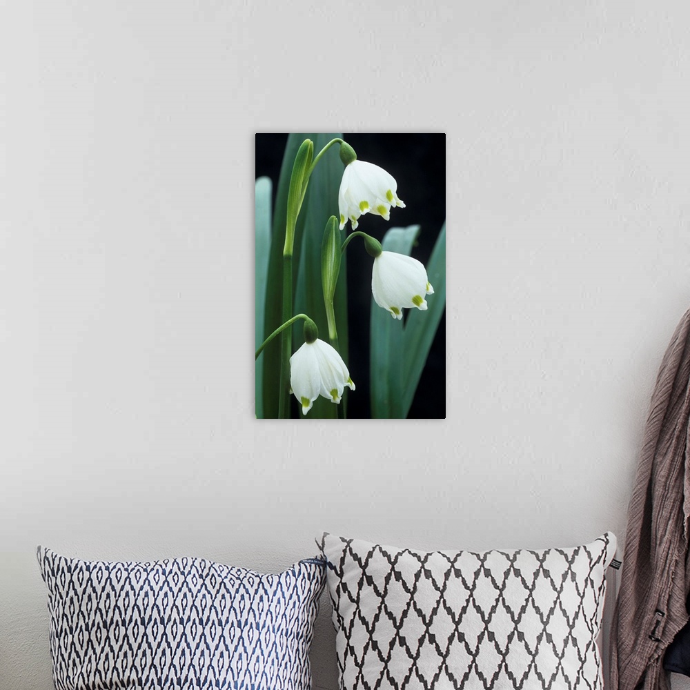 A bohemian room featuring Spring snowflake flowers (Leucojum vernum). Photographed in February.