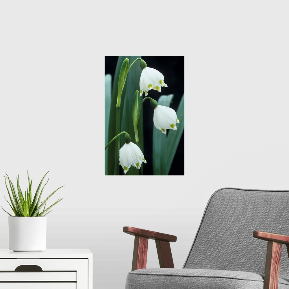 A modern room featuring Spring snowflake flowers (Leucojum vernum). Photographed in February.