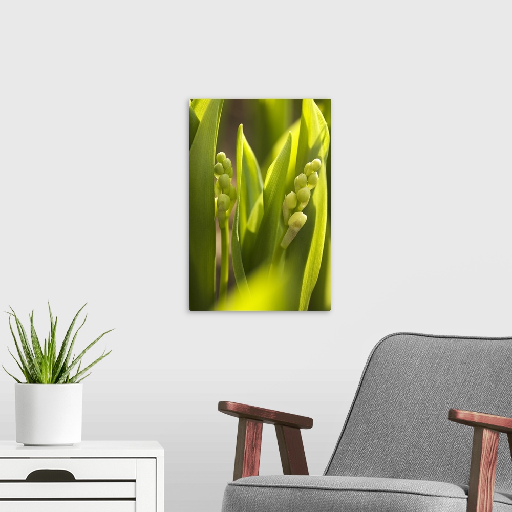 A modern room featuring Lily of the valley (Convallaria majalis) buds.