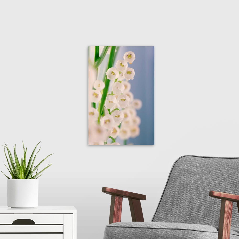 A modern room featuring Lily of the valley (Convallaria majalis) flowers. This flower is native to both Eurasia and easte...