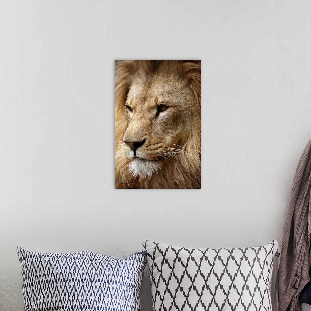 A bohemian room featuring This is a photograph taken at an angle of just the face and mane of a male lion.