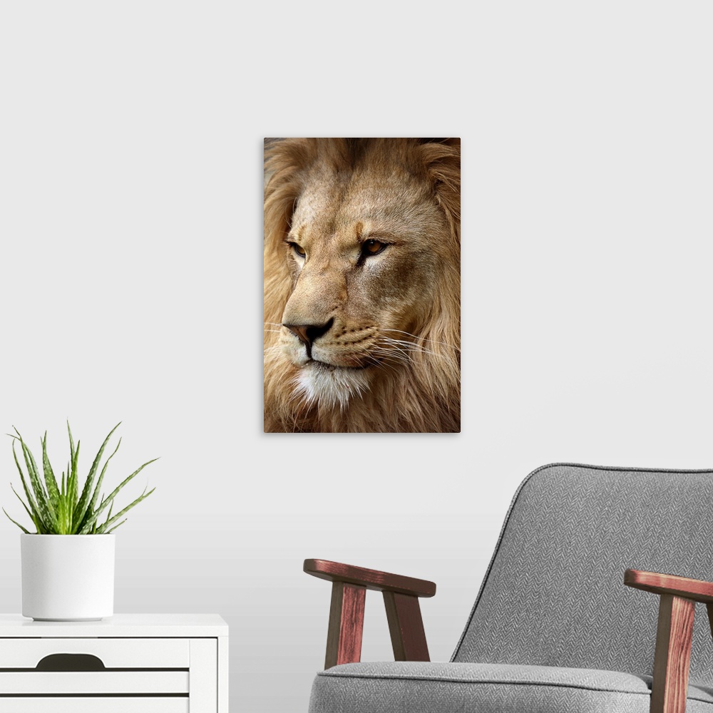 A modern room featuring This is a photograph taken at an angle of just the face and mane of a male lion.