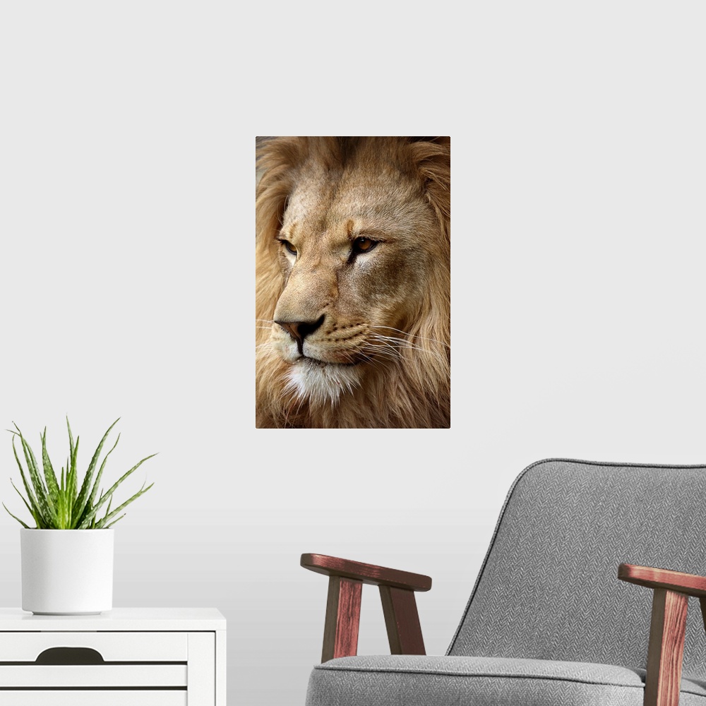 A modern room featuring This is a photograph taken at an angle of just the face and mane of a male lion.