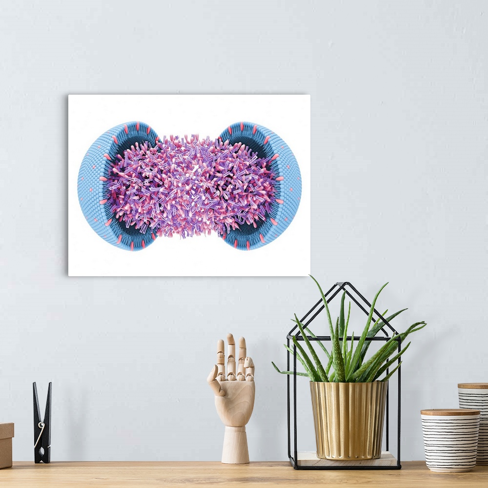 A bohemian room featuring Illustration of a lipoprotein, or cholesterol, molecule. It consists of a core of esterified chol...