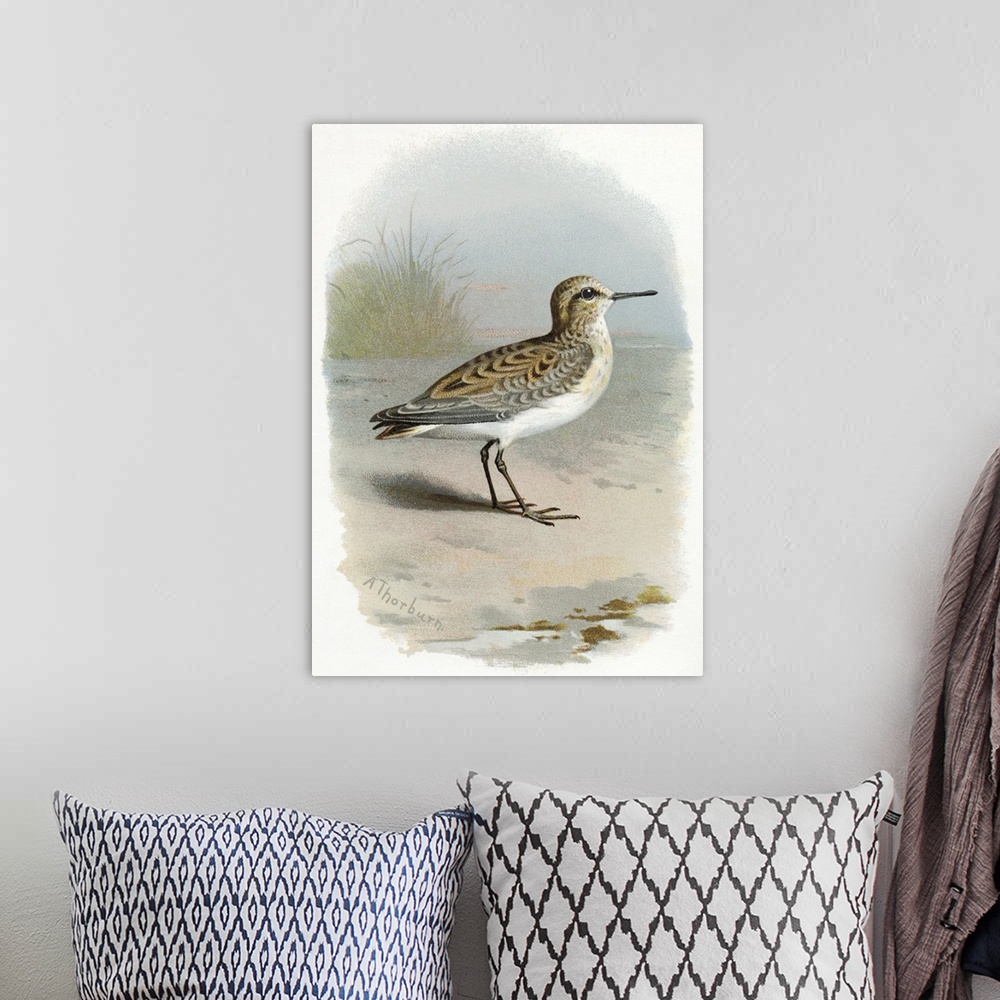 A bohemian room featuring Little stint. Historical artwork of a little stint (Calidris minuta). This small wading shorebird...