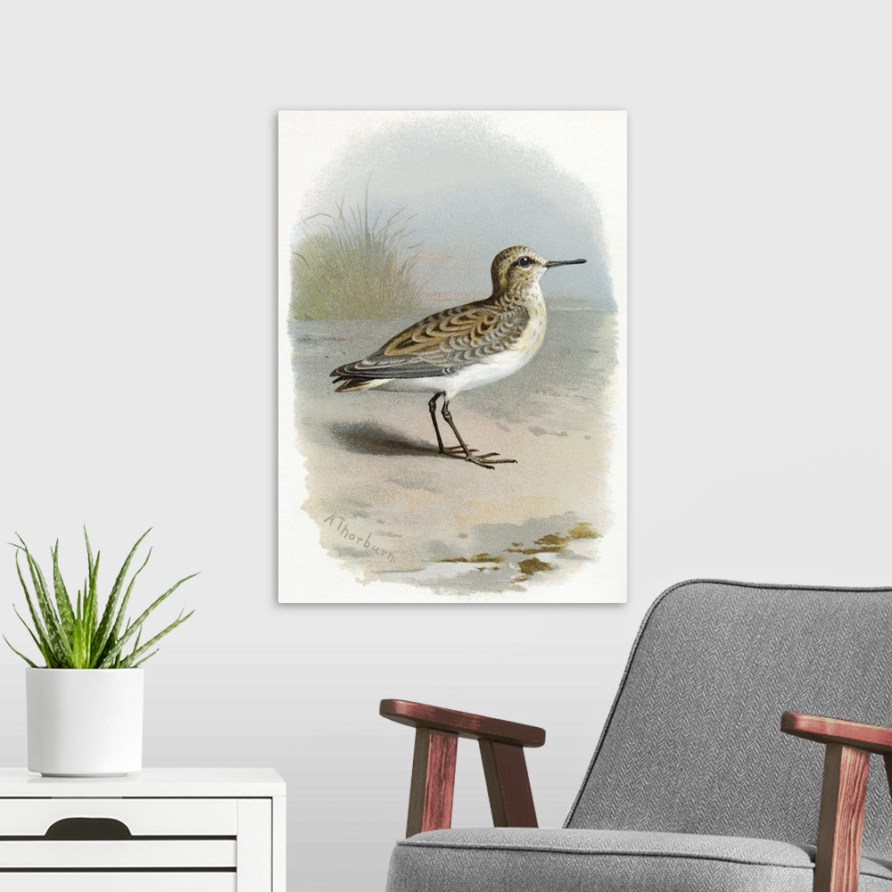 A modern room featuring Little stint. Historical artwork of a little stint (Calidris minuta). This small wading shorebird...