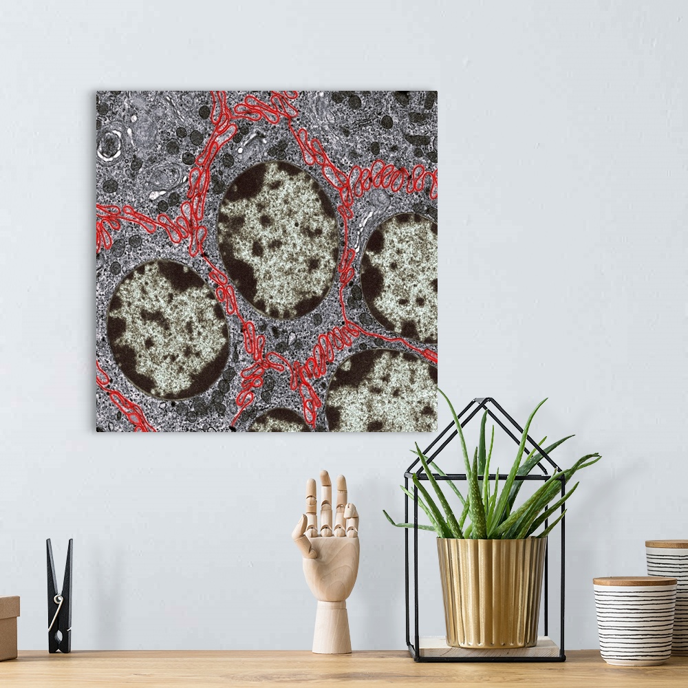 A bohemian room featuring Liver cells. Coloured transmission electron micrograph (TEM) of cells in a liver, showing their t...