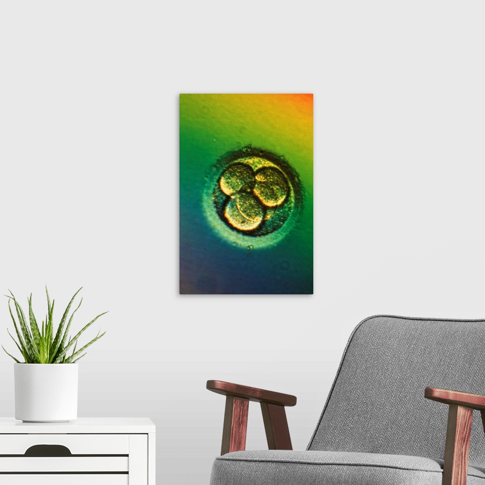 A modern room featuring Four-cell embryo. Light micrograph of the blasto- meres of a four-cell human embryo, two days aft...