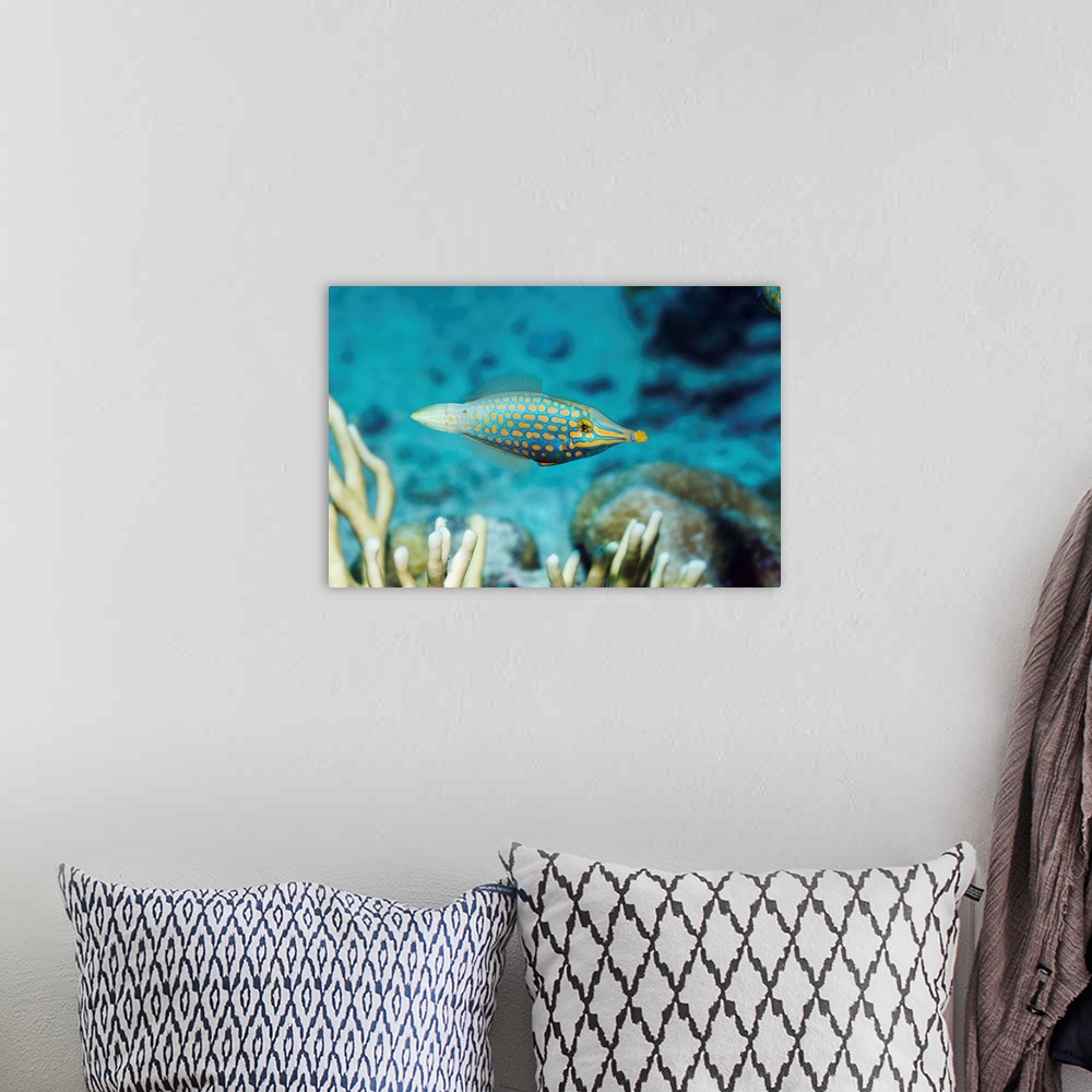 A bohemian room featuring Longnose filefish (Oxymonacanthus longirostris) on a coral reef. This fish, also called the orang...