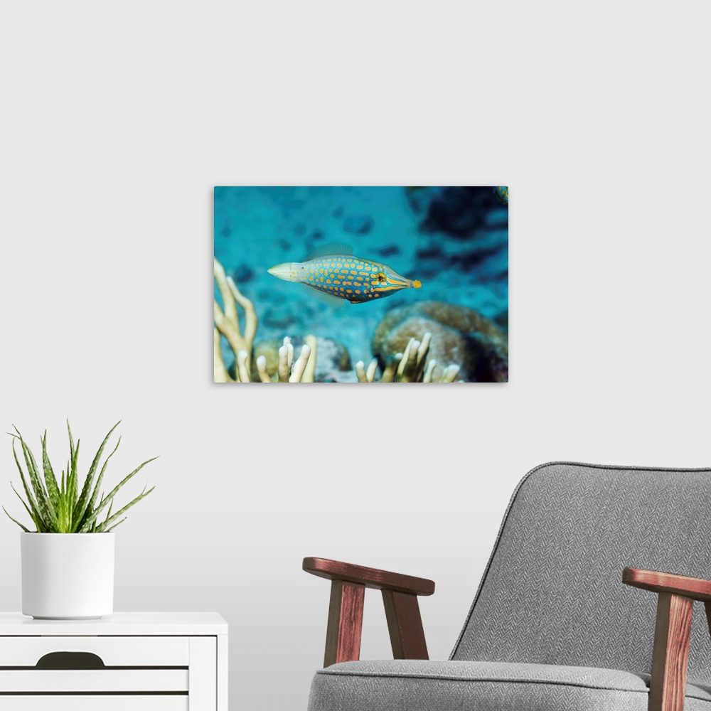 A modern room featuring Longnose filefish (Oxymonacanthus longirostris) on a coral reef. This fish, also called the orang...