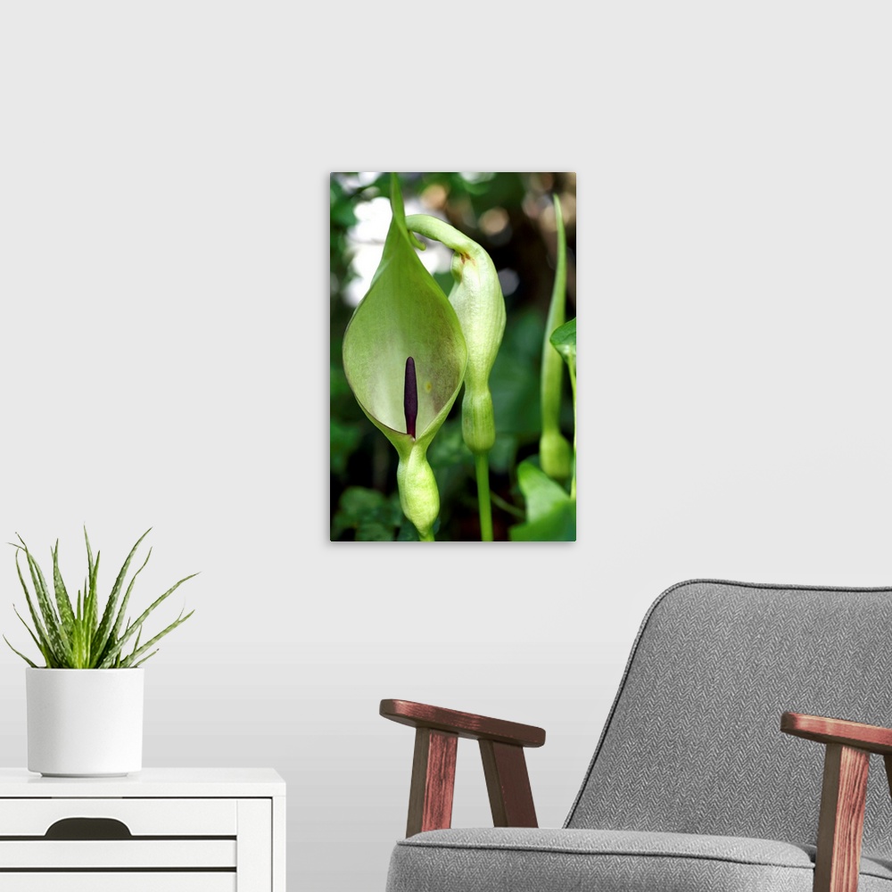 A modern room featuring Lords and ladies (Arum maculatum) spathe (green) and spadix (purple). The female flowers occur at...