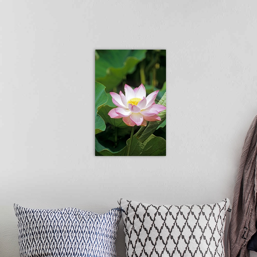 A bohemian room featuring Lotus flower (Nelumbo sp.). The pink/white petals surround the central reproductive parts (yellow...