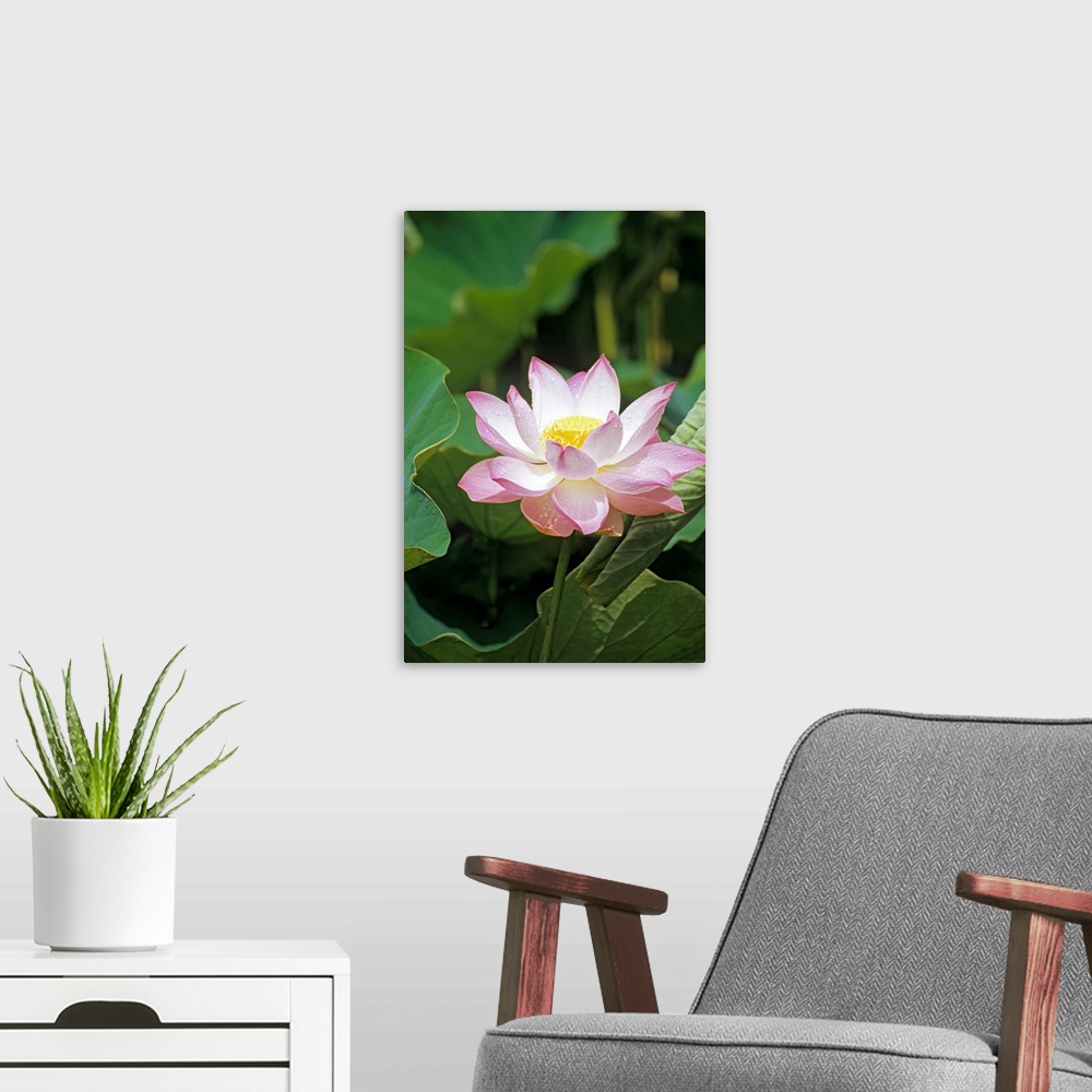 A modern room featuring Lotus flower (Nelumbo sp.). The pink/white petals surround the central reproductive parts (yellow...