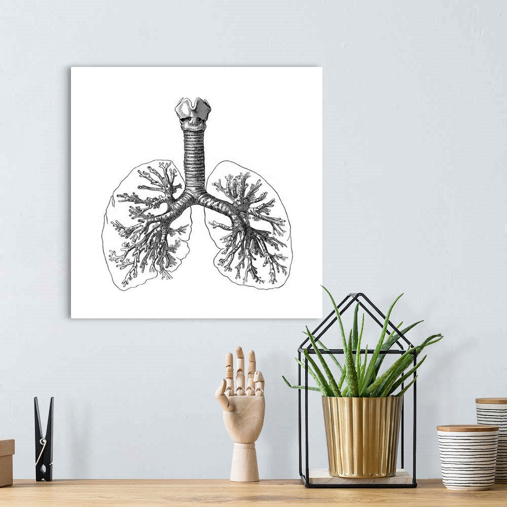 A bohemian room featuring Lung anatomy, artwork.