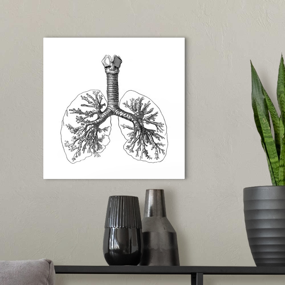 A modern room featuring Lung anatomy, artwork.
