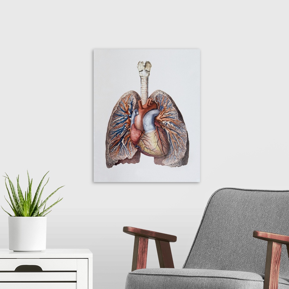A modern room featuring Lung blood vessels. Historical anatomical artwork of the blood vessels of the human lungs and hea...