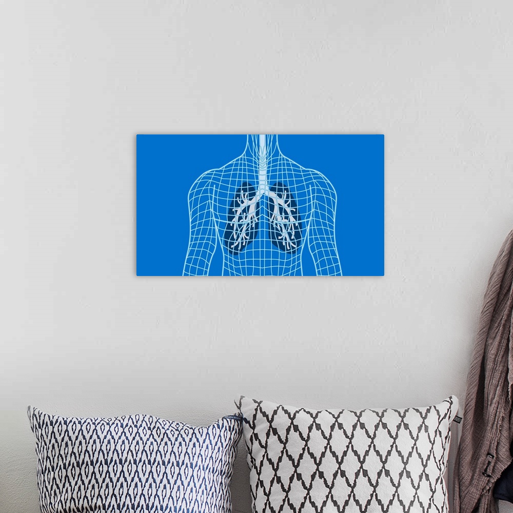 A bohemian room featuring Lungs in a wireframe body, computer artwork. The windpipe (trachea, grey) runs downwards from the...